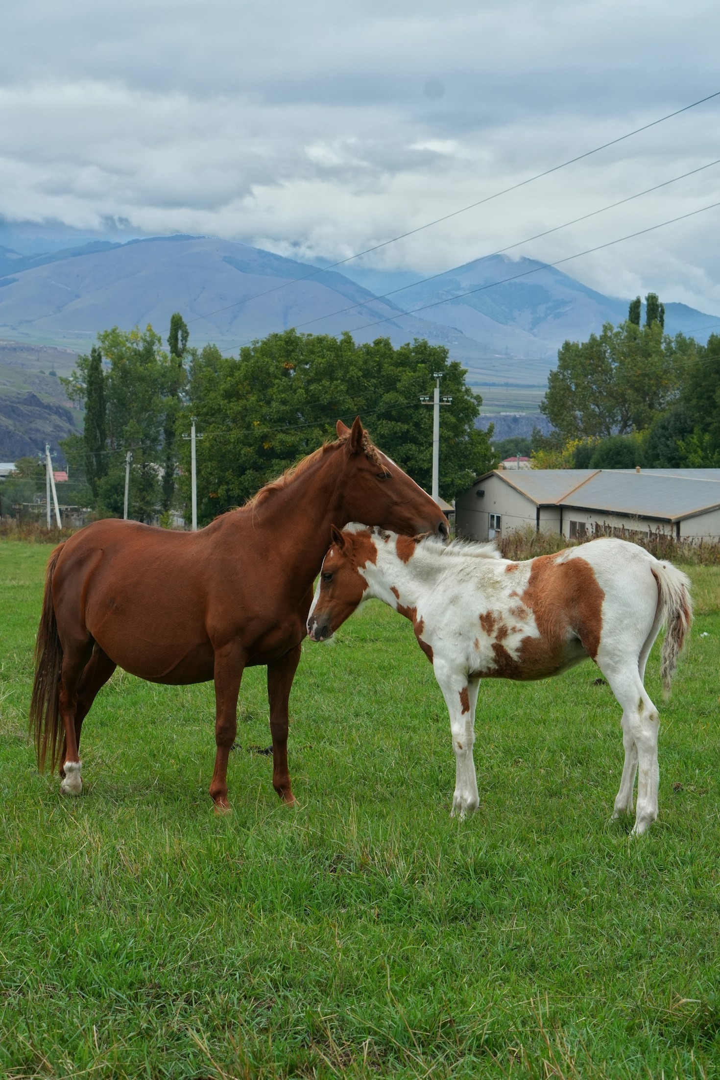 Transforming Model Horses with Stunning Airbrush Techniques