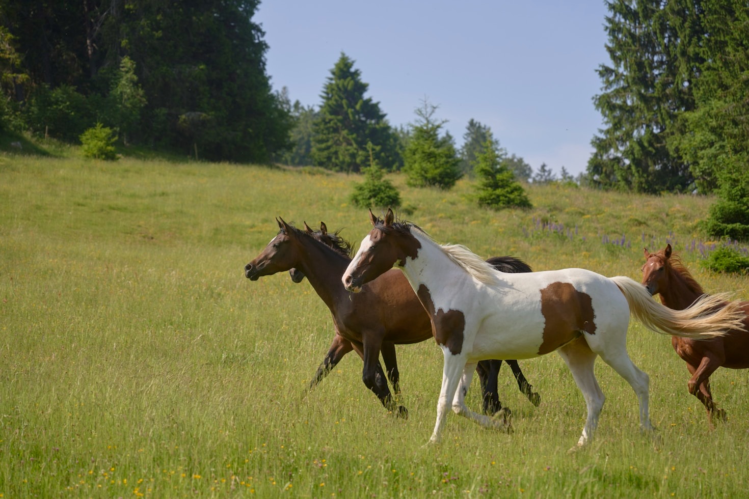Why the Model Horse Hobby Is More Than Just Collecting